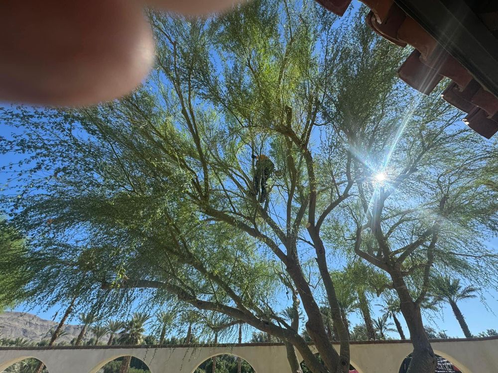 Property Clean Up for The Tree Fairy in Temecula, CA