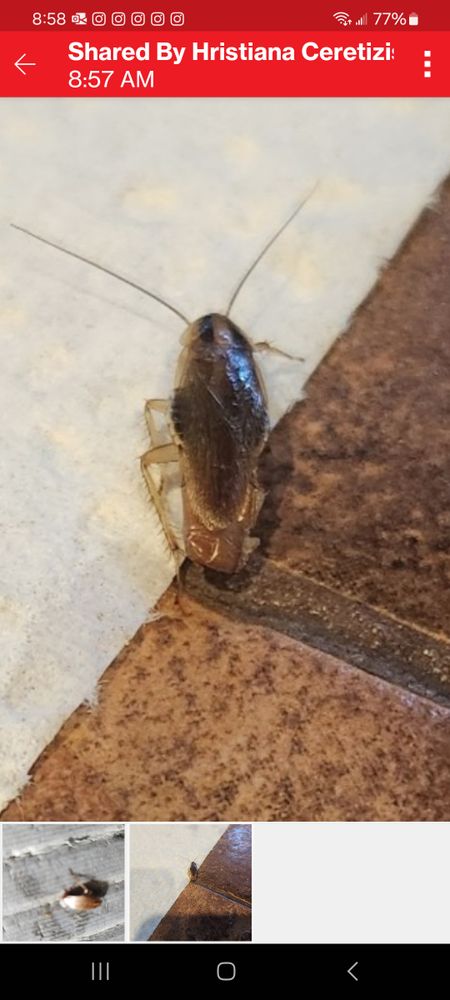 All Photos for Niko's Pest Control in Las Vegas, NV