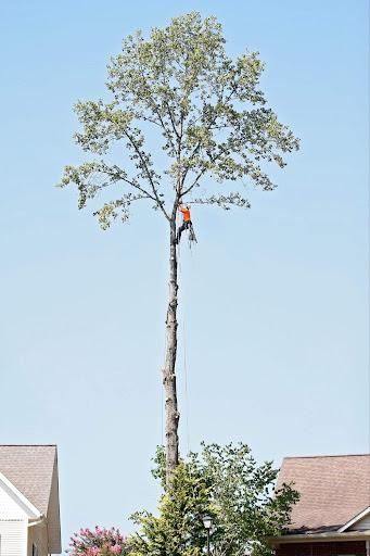 All Photos for Brocks Tree Service LLC in Rogersville, TN