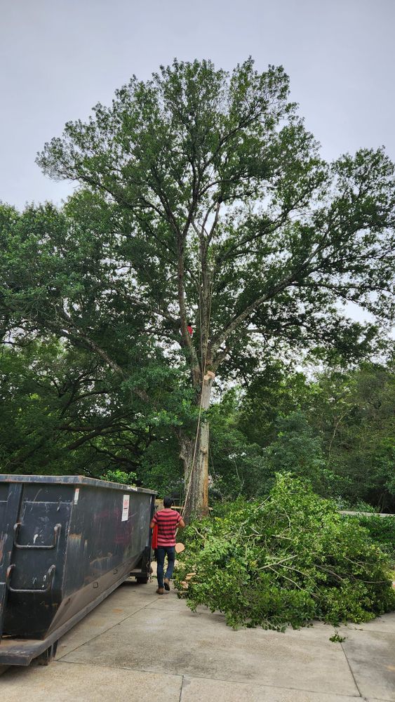 Tree Removal for Ken's Elite Cutters LLC  in Breaux Bridge, LA