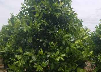 All Photos for Cunningham's Lawn & Landscaping LLC in Daytona Beach, Florida