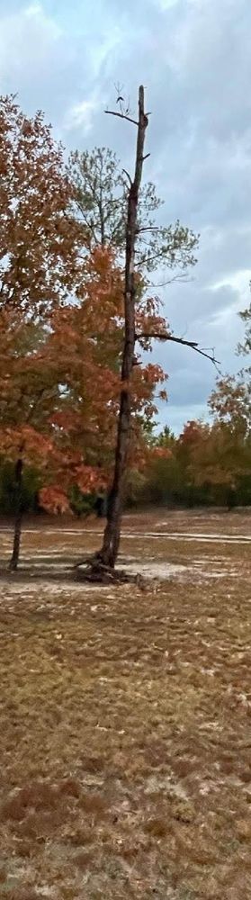 All Photos for Tucker's Tree Service and Stump Grinding in Lugoff, SC