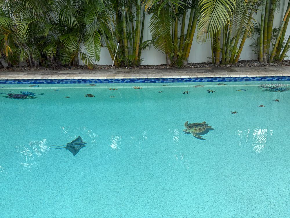 All Photos for Blue Bay Pools in Tampa, FL