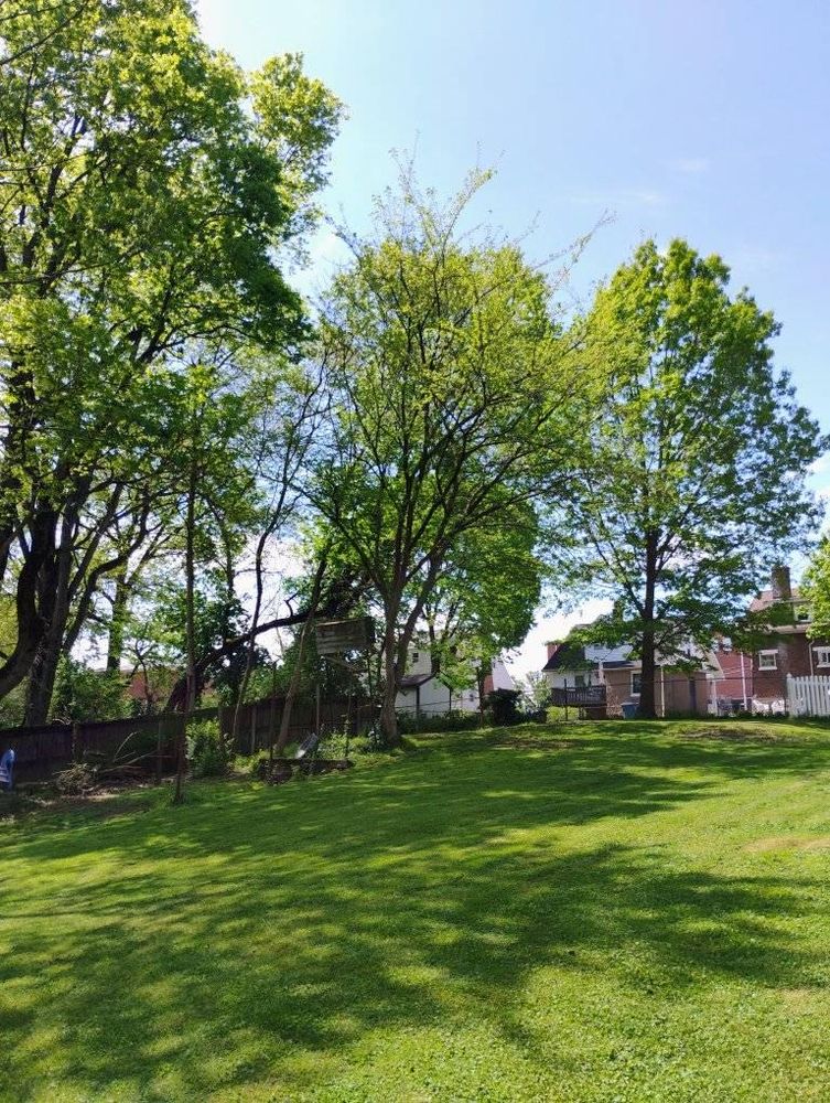 All Photos for Kingdom Tree Trimming and Removal LLC in Covington, KY