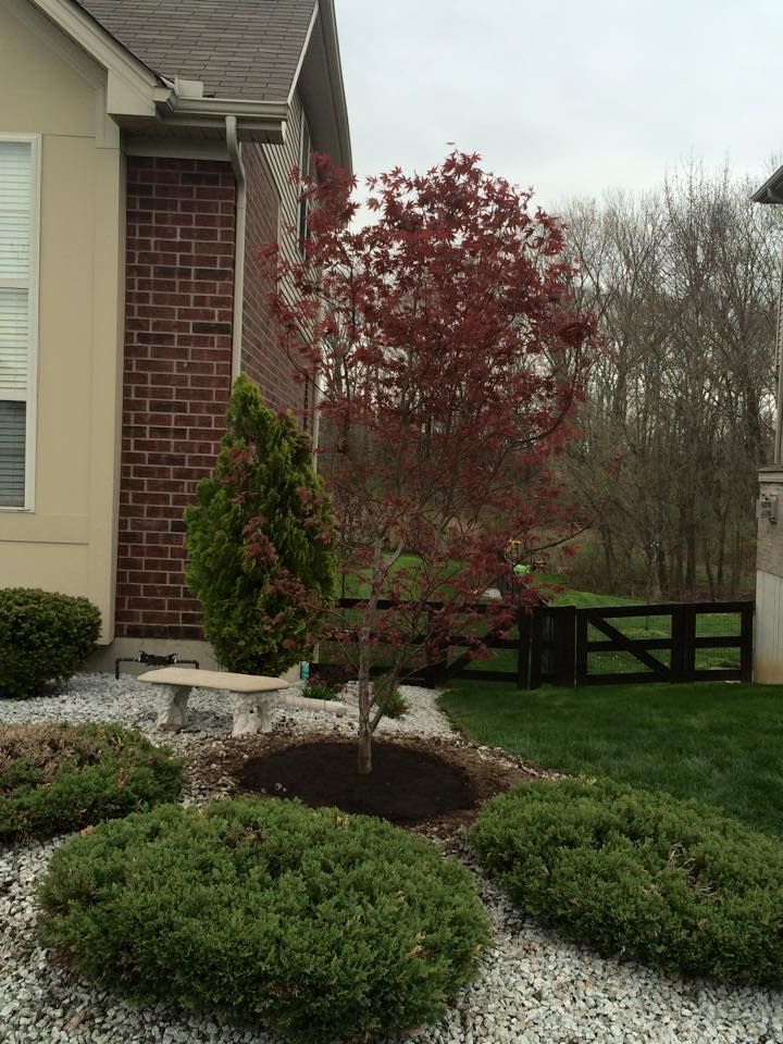 All Photos for Precision Tree Service, Inc. in Ryland Heights, KY
