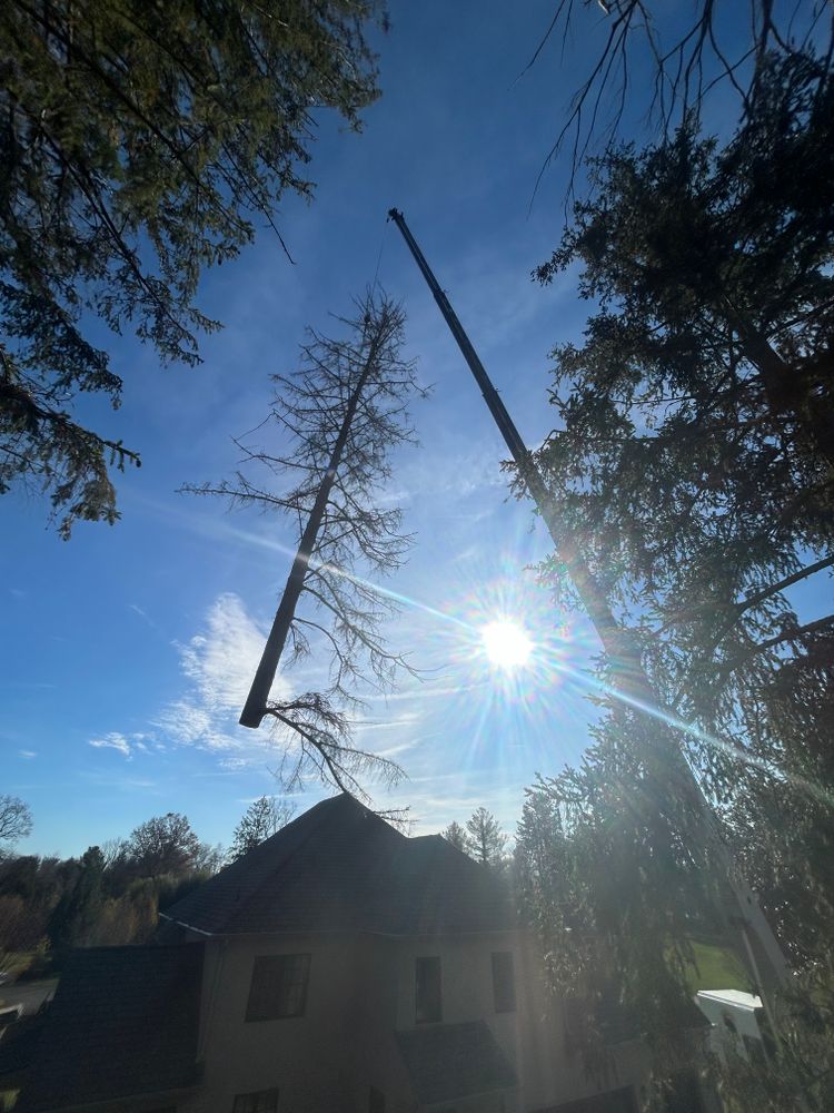 All Photos for Hingewood Tree Service in Salem, NJ