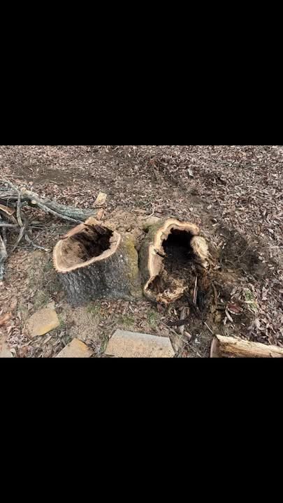 All Photos for McBee’s Tree Service in Sewanee, TN