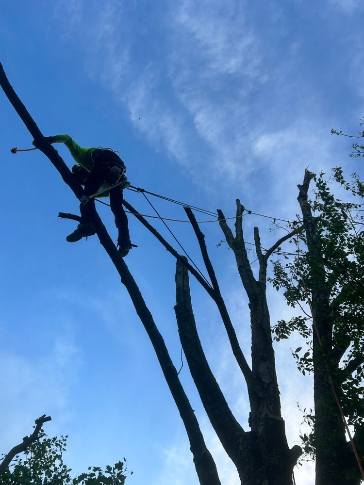 Our Tree Removal service safely eliminates hazardous, dead, or unwanted trees from your property using professional equipment and expert care, protecting your home, landscape, and family throughout every step. for Precision Cutz Tree Services, LLC in Coeburn, VA