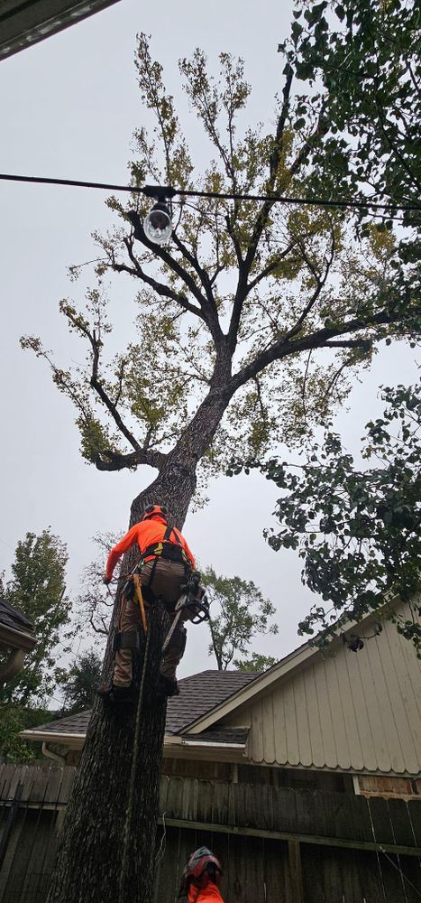 All Photos for Servin's Tree Care  in Houston, TX