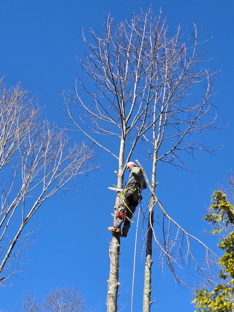 All Photos for Brothers Tree Service in Burnsville, NC