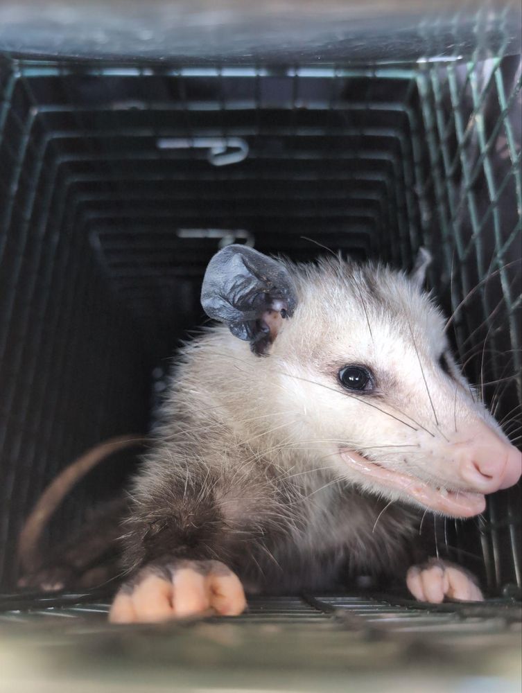 All Photos for Topper's Wildlife Removal in Garland, TX