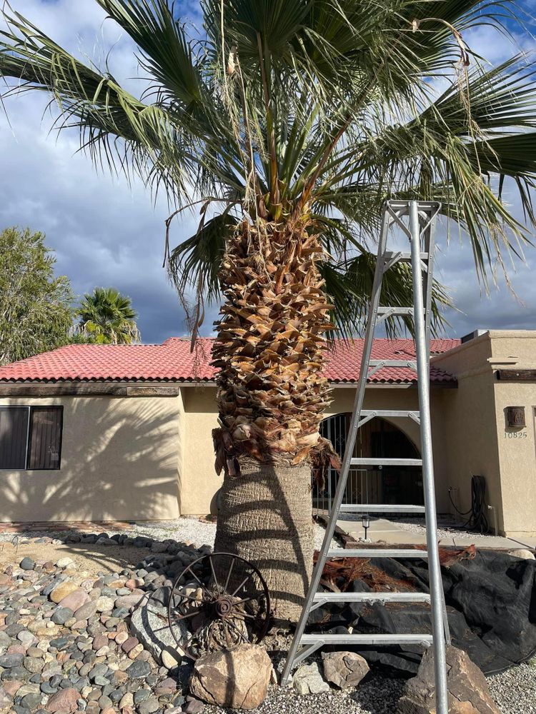 All Photos for Oliver L. Palm & Tree services in Yuma County, AZ