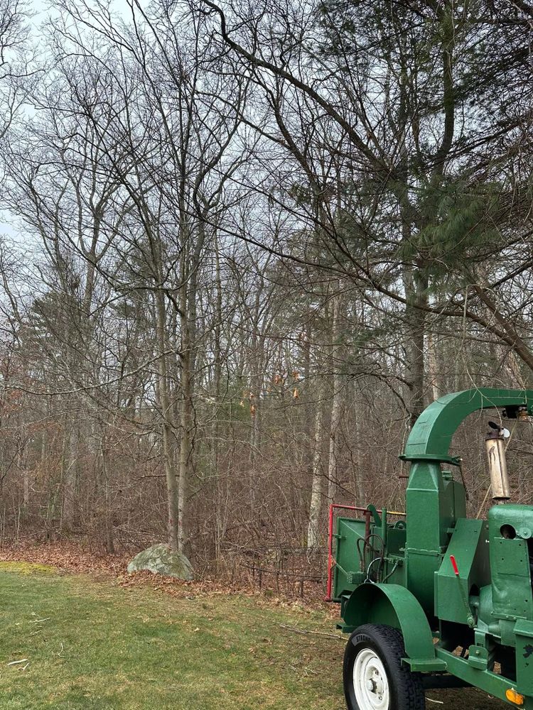 Tree Removal for Silver City Tree and Landscape in Taunton, MA