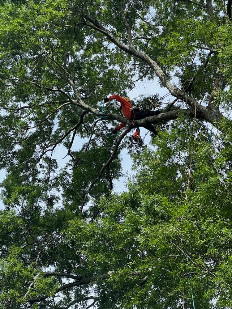 Our professional Tree Trimming service will enhance the aesthetic appeal and overall health of your trees, ensuring we thrive for years to come while mitigating potential hazards. for Thompson Tree Climbers, LLC in Lexington, SC