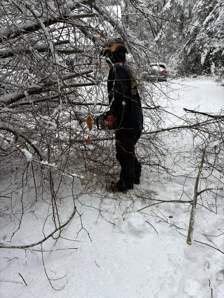 All Photos for Dwights Tree Service in Middleborough, MA