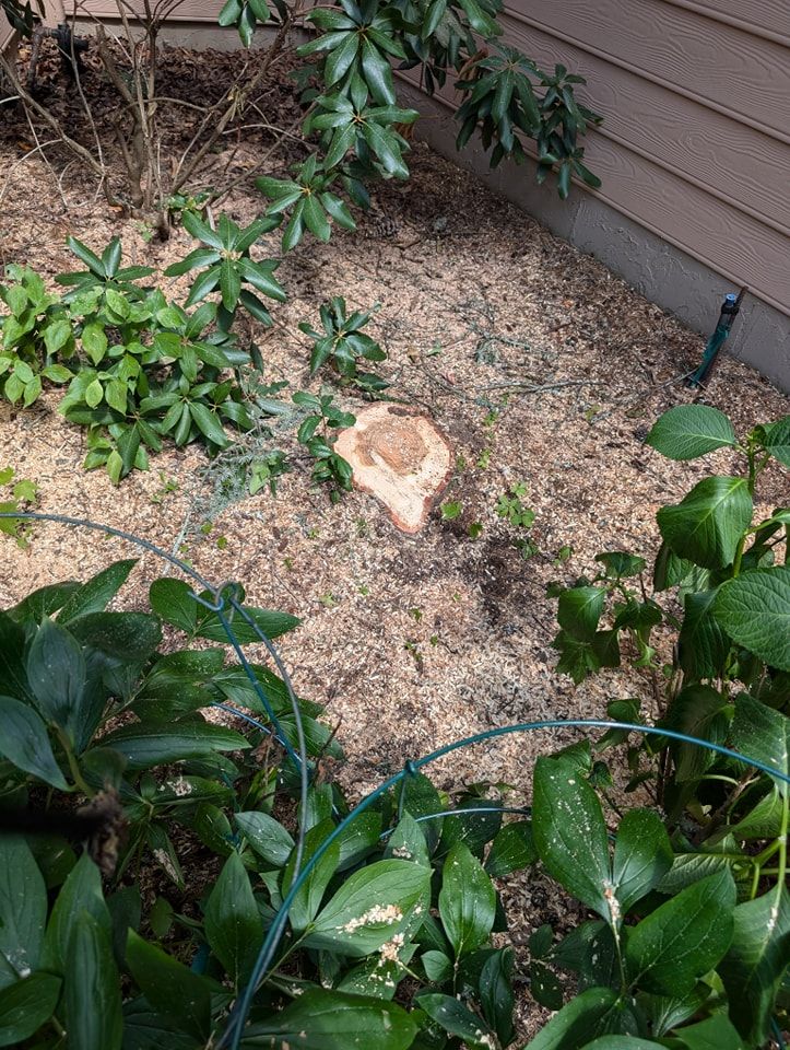 All Photos for Wade's Family Tree Service in Townsend, TN