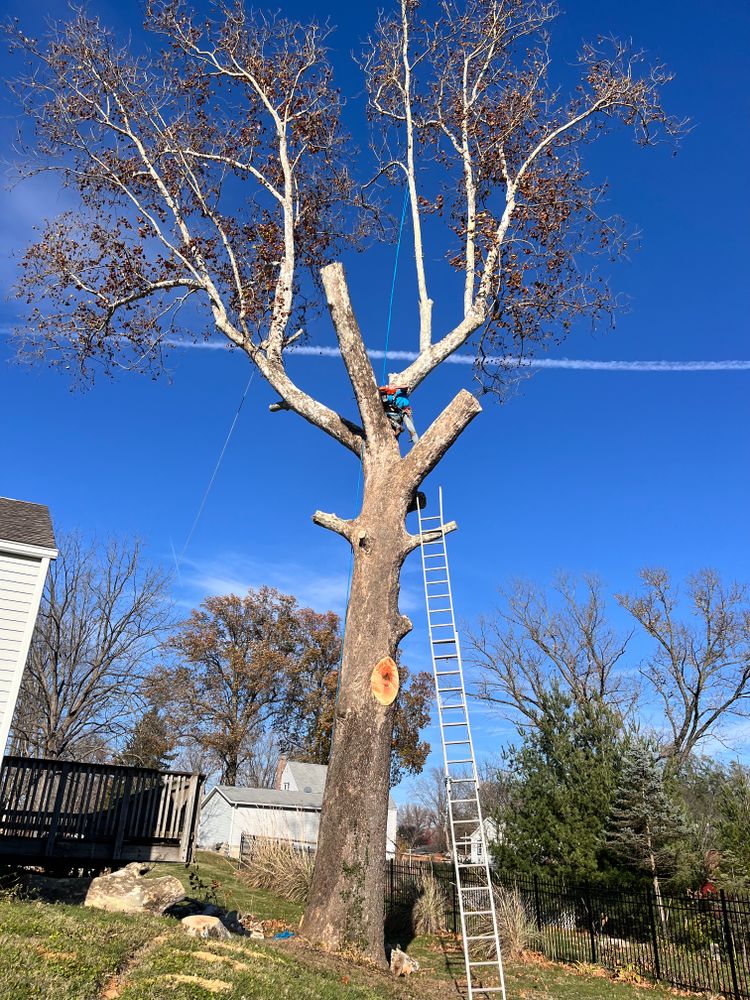All Photos for Stinger Tree Service in Belleville, IL