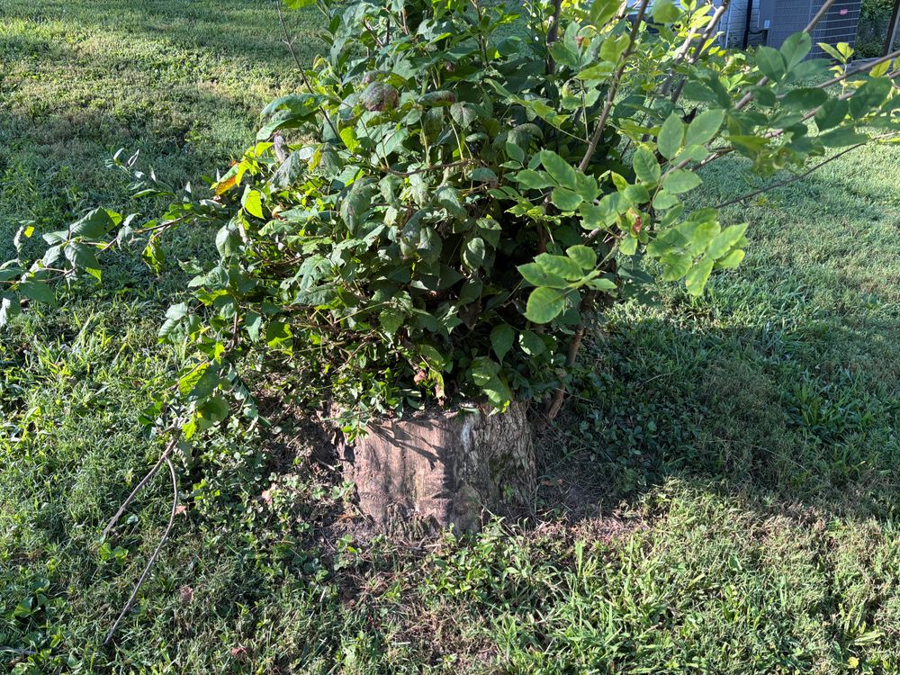 All Photos for Conrad's Stump Removal in Columbus, IN