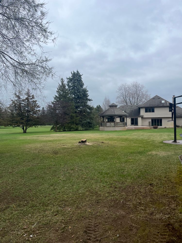 Trees for K and Z Tree Care in Andover, MN