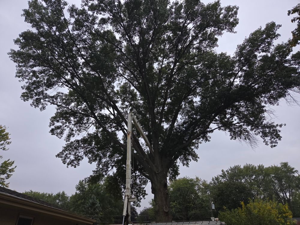 All Photos for O&O Tree Service in Rockford, IL