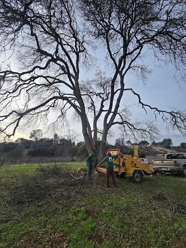 All Photos for Terra Heights Tree Experts & Landscaping  in Grass Valley,  CA
