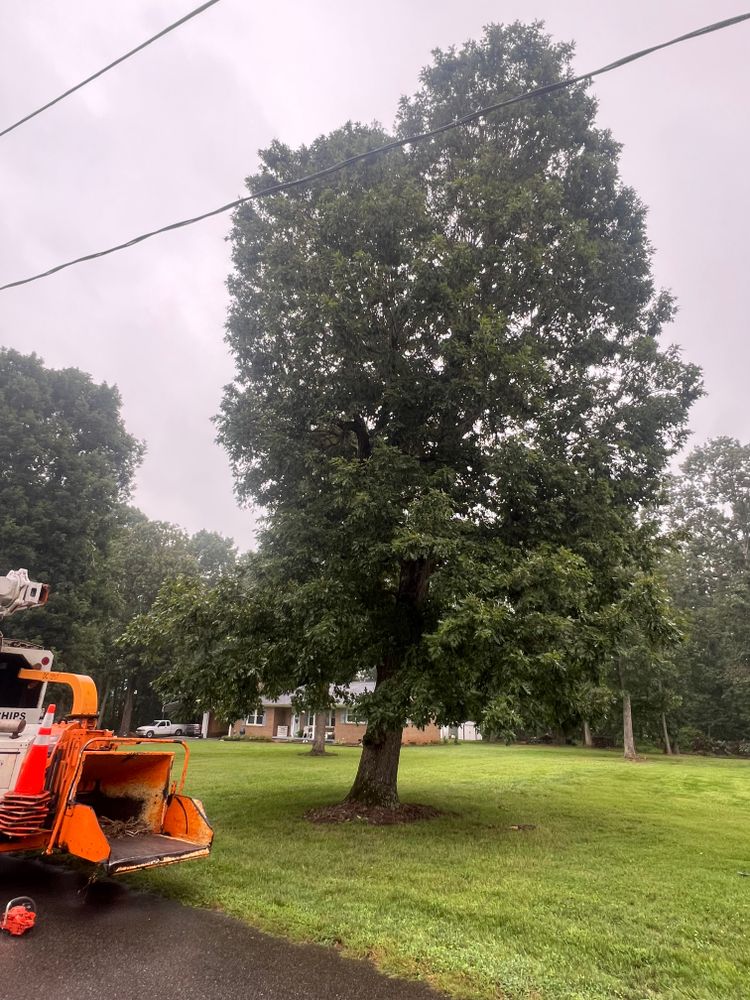 All Photos for Brooks Tree Service in Casar, NC