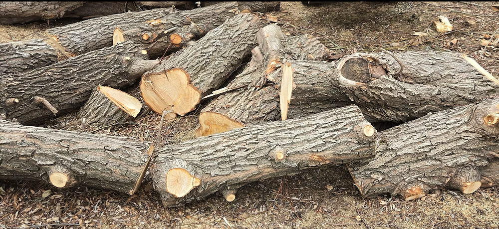 Mowing & Trimming for DQ Lawn and Snow in Madison, WI