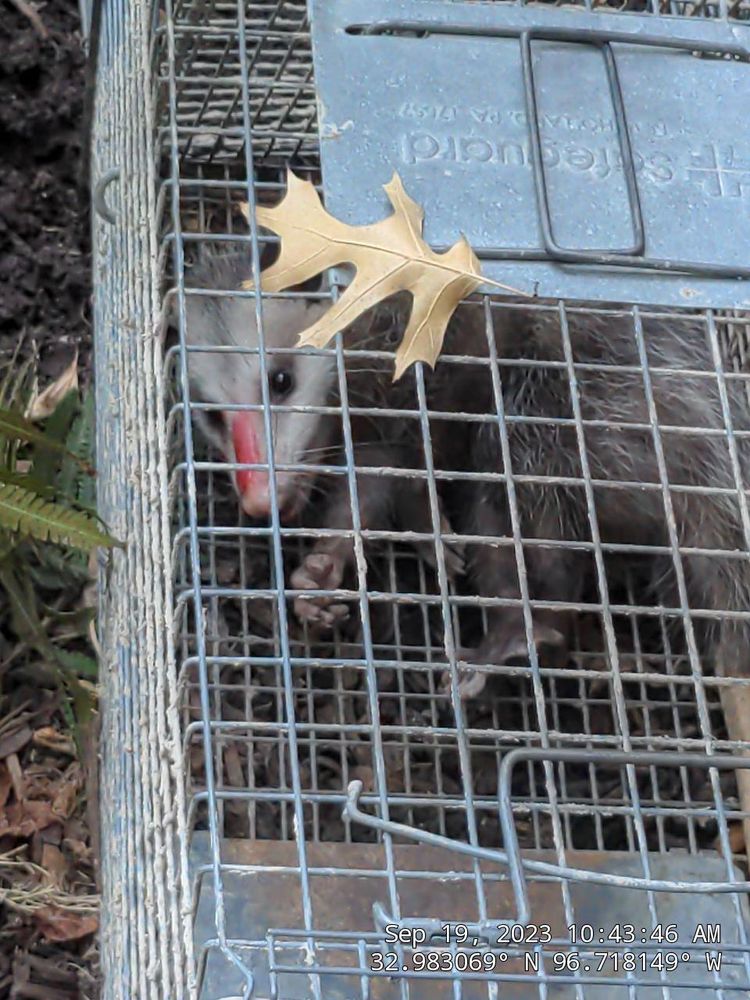 All Photos for Topper's Wildlife Removal in Garland, TX