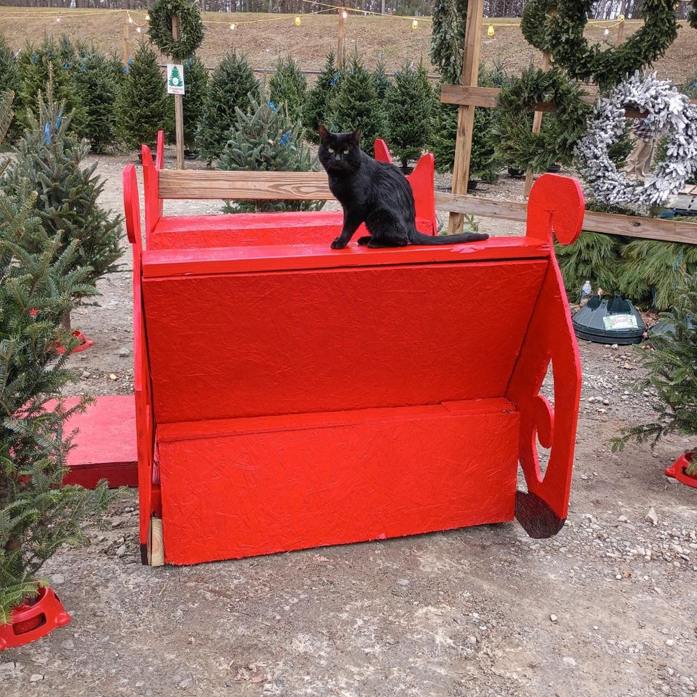 All Photos for BAM Another Pinestraw Lot in Flowery Branch, GA