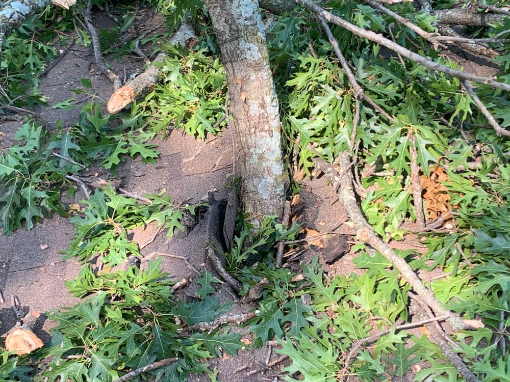 All Photos for TLC Professional Tree Service in Bedford, TX