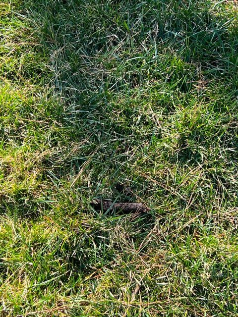 All Photos for River City Scoopers in Midlothian, VA