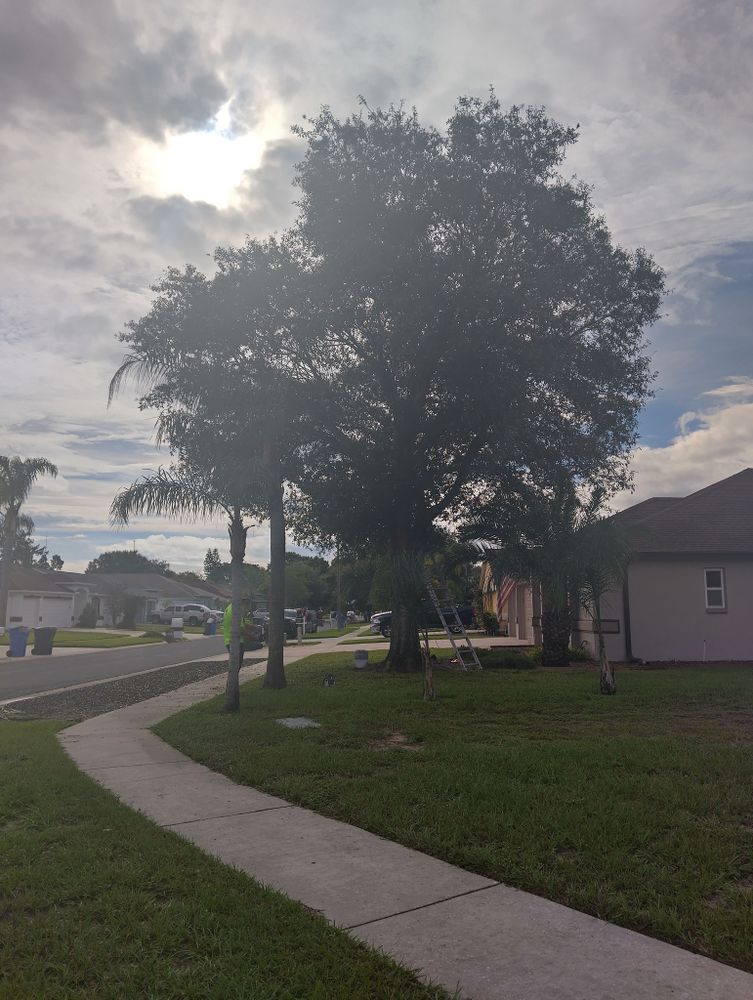 All Photos for Bills Tree Service in Valrico, FL