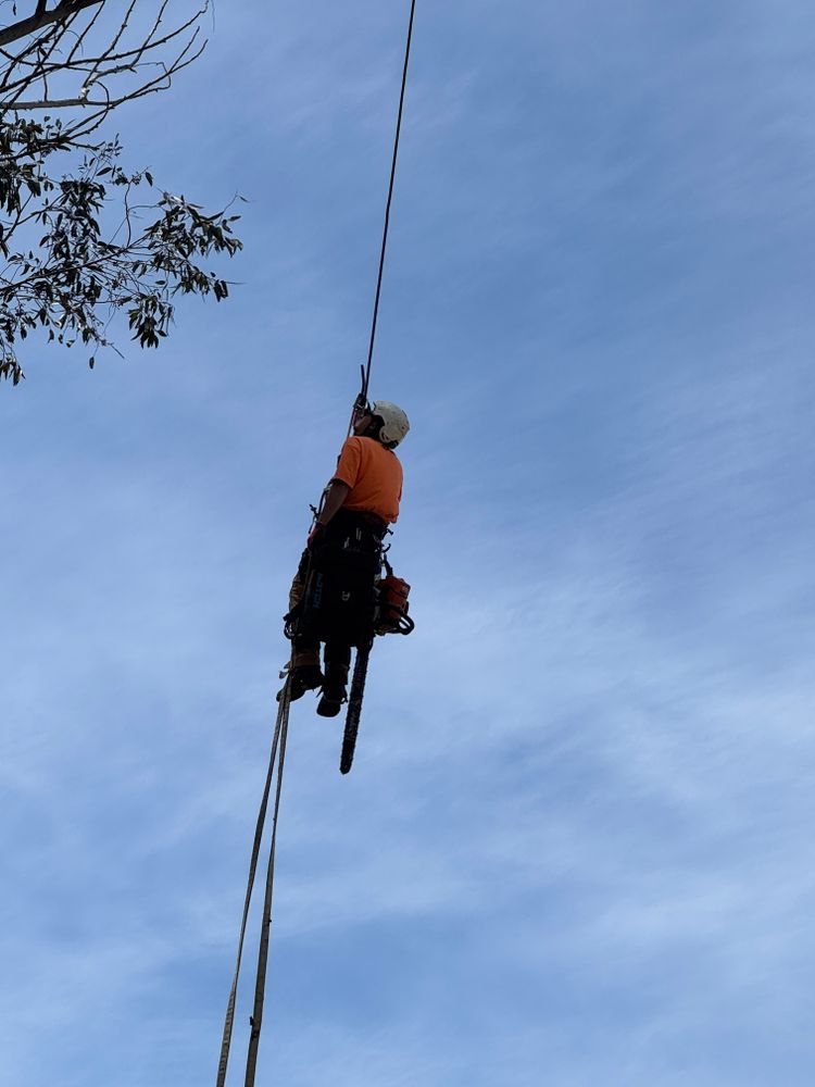 Tree Services for The Tree Fairy in Julian, CA