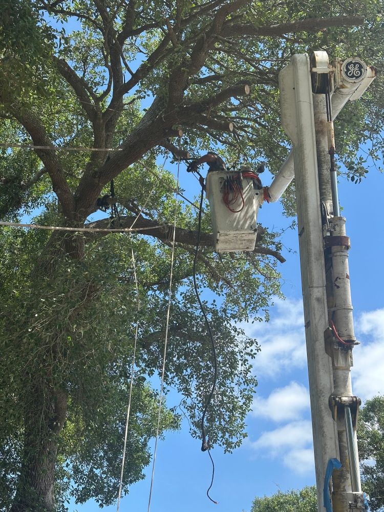 Our Tree Trimming service enhances your landscape's beauty, ensures tree health, and improves safety by removing dead or overgrown branches professionally. Trust our experts for meticulous care and exceptional results. for Nick of Time Tree Service in North Port, FL