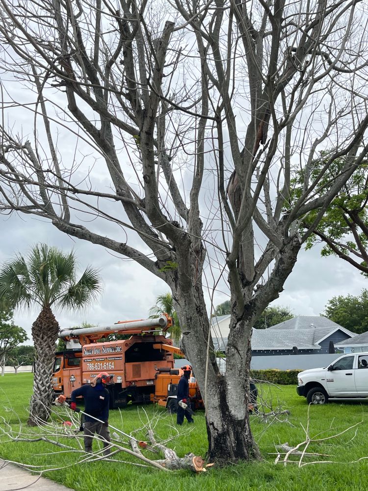 All Photos for Sam's Tree Service in Miami Beach,  FL