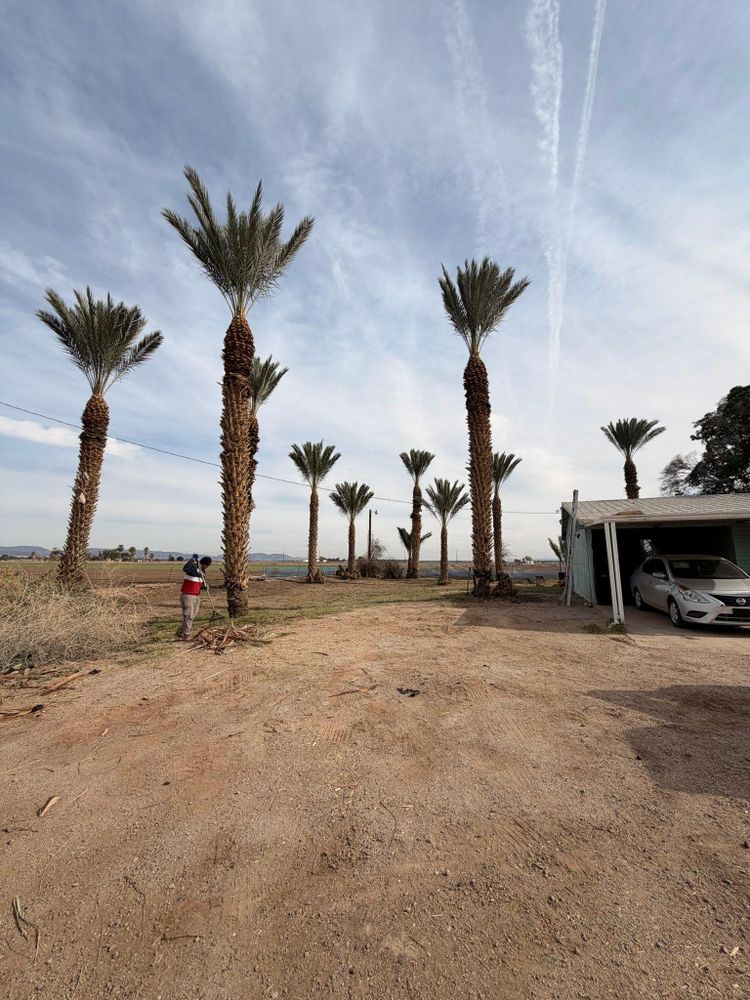 All Photos for Yuma Palms & Tree Service in Yuma, AZ