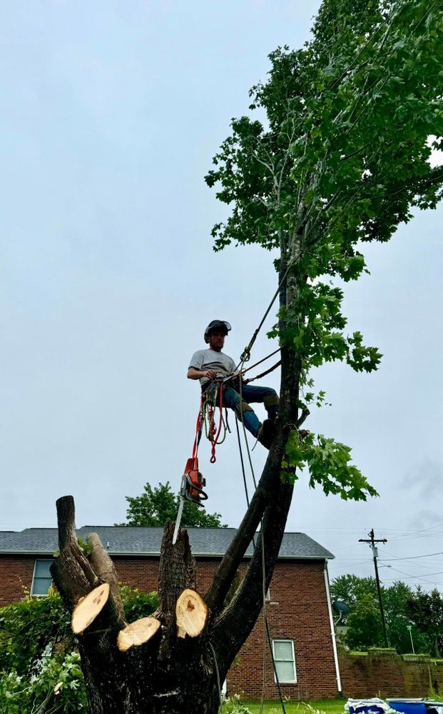 Enhance your property's curb appeal with our expert tree and shrub trimming service, designed to maintain health, shape, and safety while promoting vigorous growth for a beautifully manicured landscape. for Down South Tree Care and Landscaping in Maiden, NC