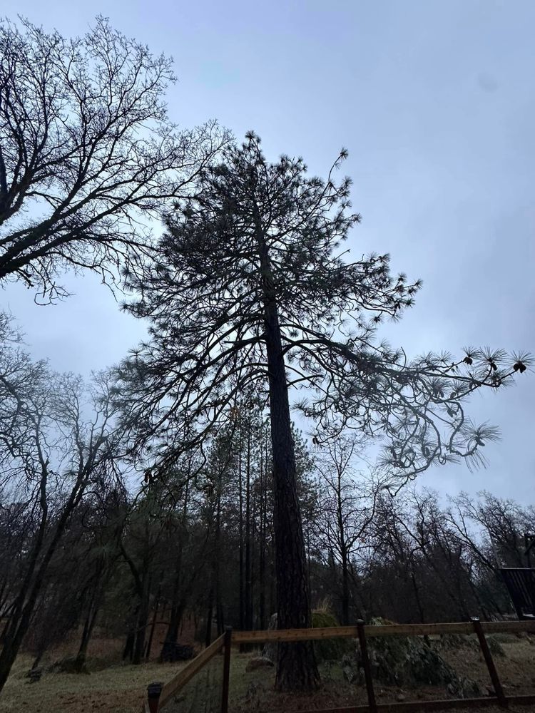 Tree Removal for Tyco Forest Management in Placerville, CA