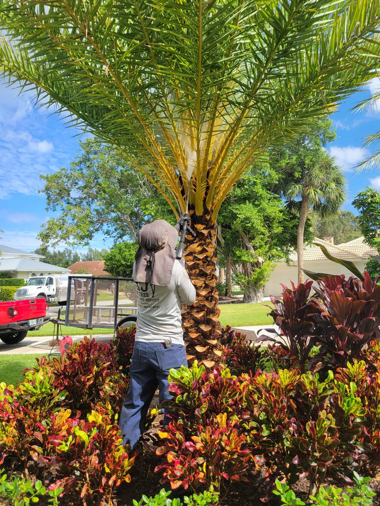 All Photos for L & J Palm Tree & Lawn Care Services in Jupiter, FL