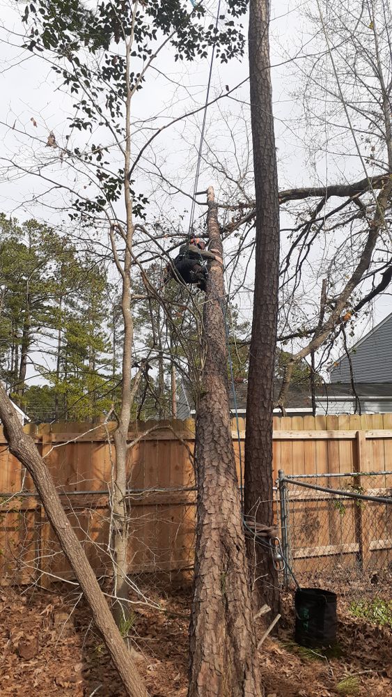 All Photos for Professional Tree Service USA in Chattanooga, TN