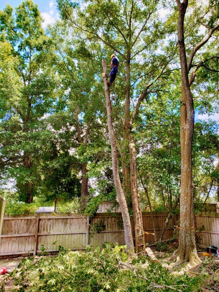 Tree Removal for The Third Day Land Management Company  in Tampa,  FL