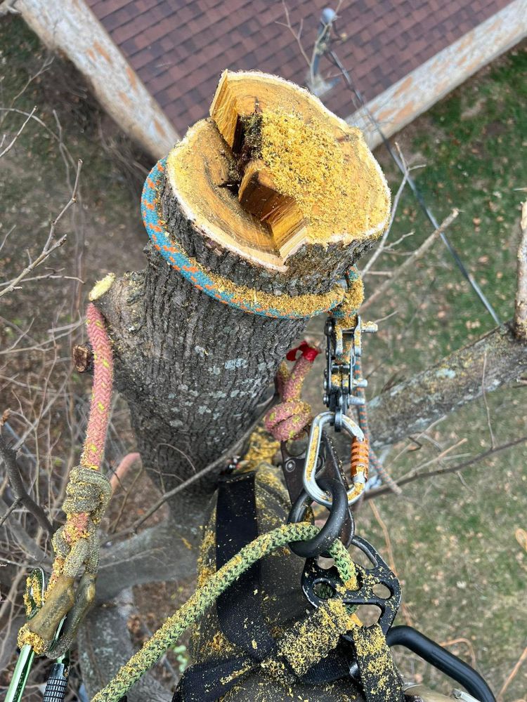 All Photos for Camerons Stump Grinding & Tree Services in Austin, TX
