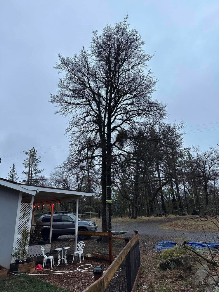 Tree Removal for Tyco Forest Management in Placerville, CA