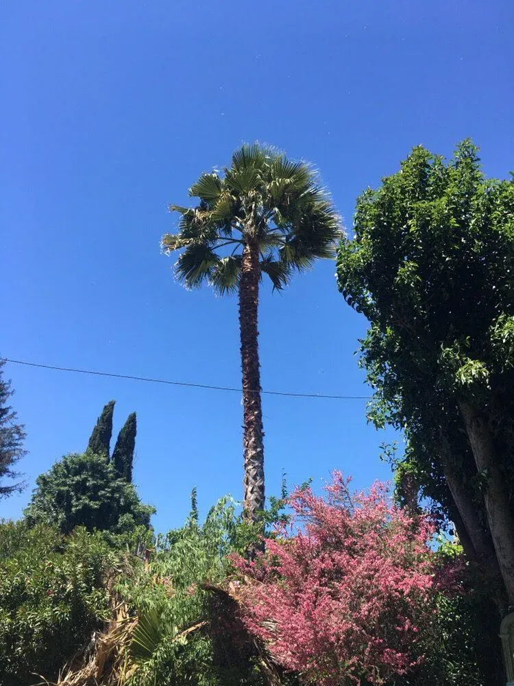 A1 Tree Care team in San Jose, CA - people or person