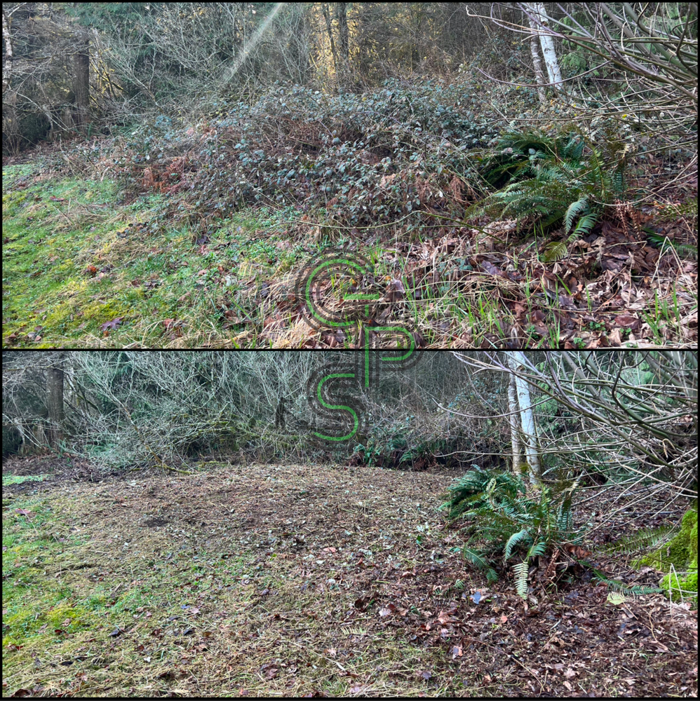 Blackberry Mulching - Brush Clearing for Golovin Property Services LLC in Marysville, WA