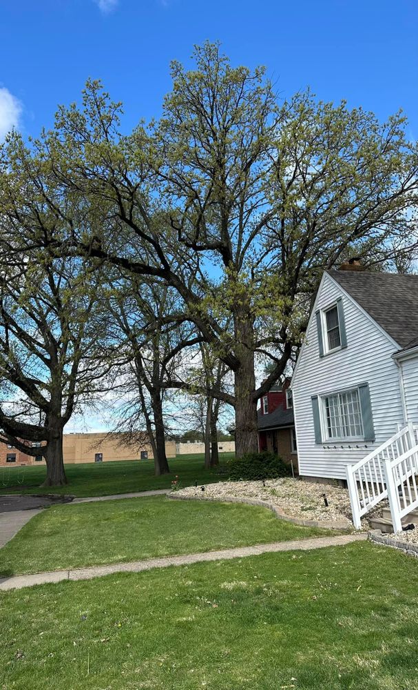 Tree Removal for Greenlee & Family Landscaping Services in Peoria, IL