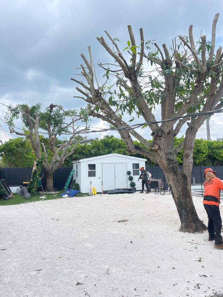 All Photos for Sam's Tree Service in Miami Beach,  FL