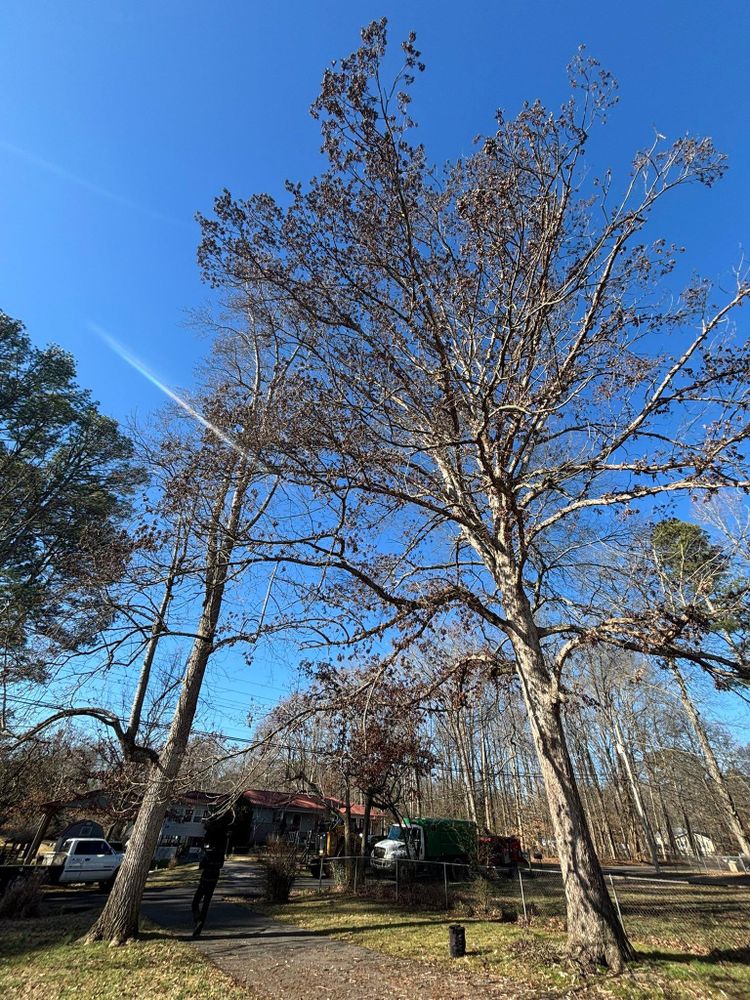 All Photos for SEALY TREE and LAWN in Cleveland, TN