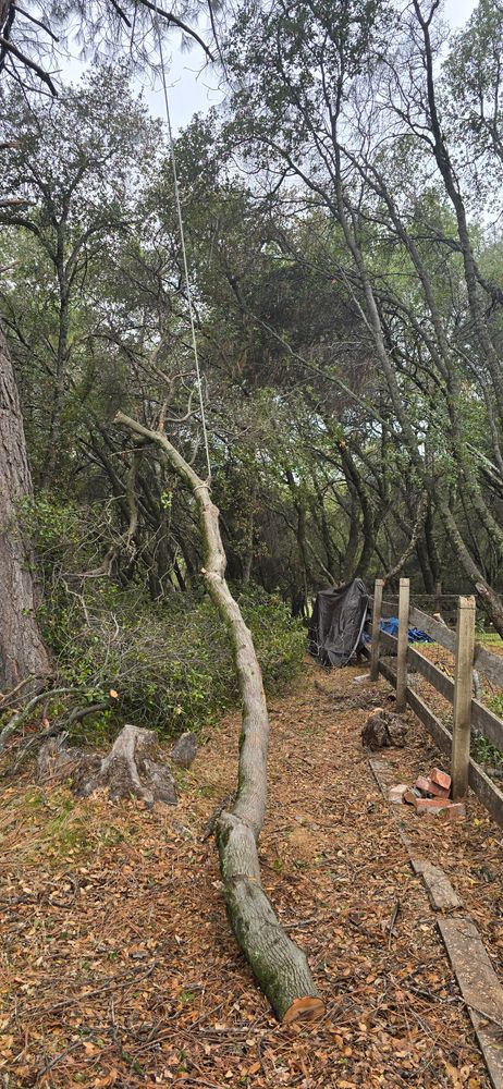 All Photos for George Staddan's Professional Tree Care in Placerville, CA