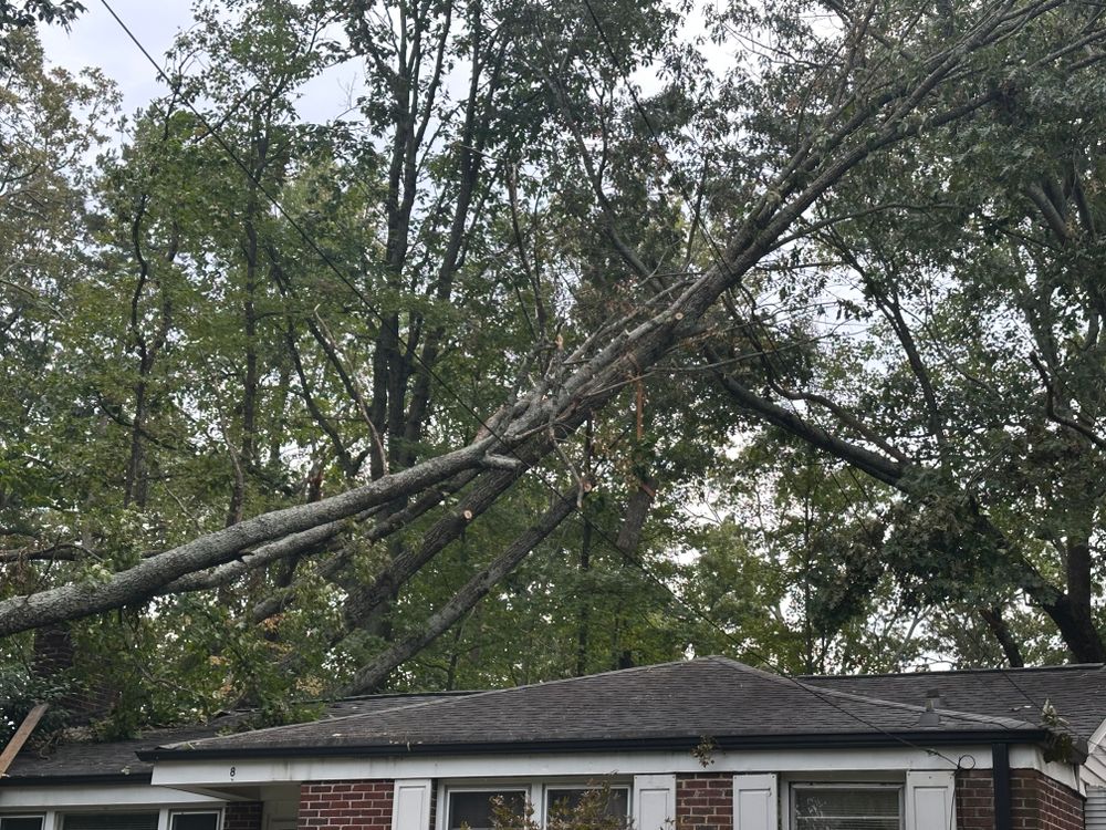 Tree Removal for Rescue Grading & Landscaping in Marietta, SC